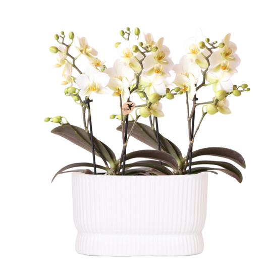 Kolibri Orchids | Witte orchideeënset in Diabolo Twin sierpot | 2 x witte Lausanne orchideeën Ø9cm