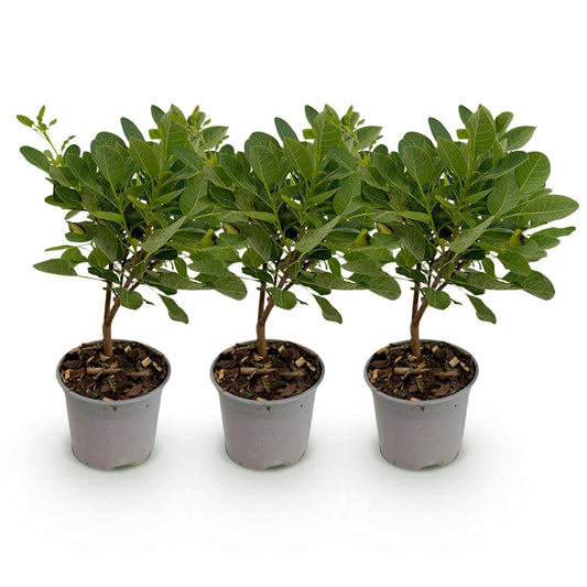 Green boutiQ - Tuinplant - Cotinus coggyria Young Lady - Groen 3 Planten - Bladverliezend - Weinig Onderhoud - Pot 12cm Hoogte 35cm