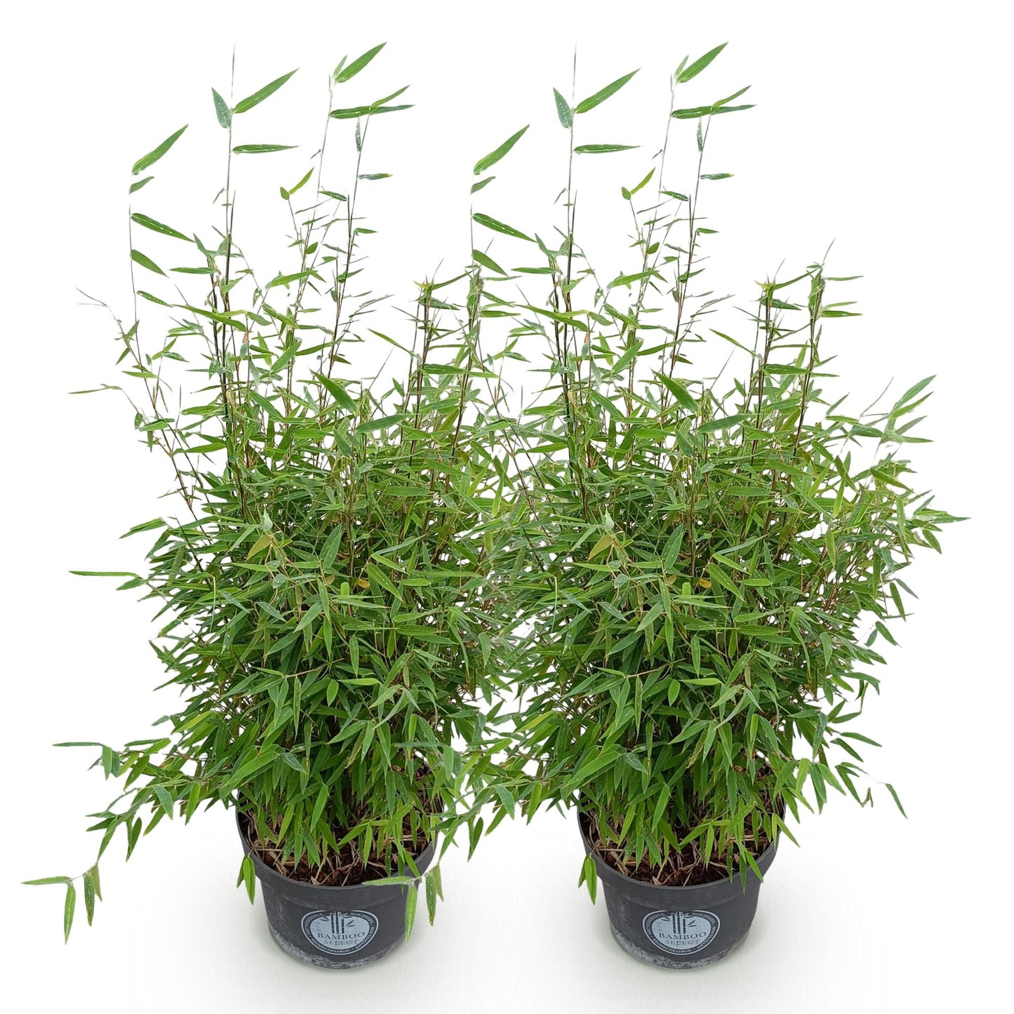 Grasses - Fargesia nitida Red Dragon - Non-invasive Bamboo - Evergreen - Green - 2 Plants - Pot 23 cm - Height 80 cm