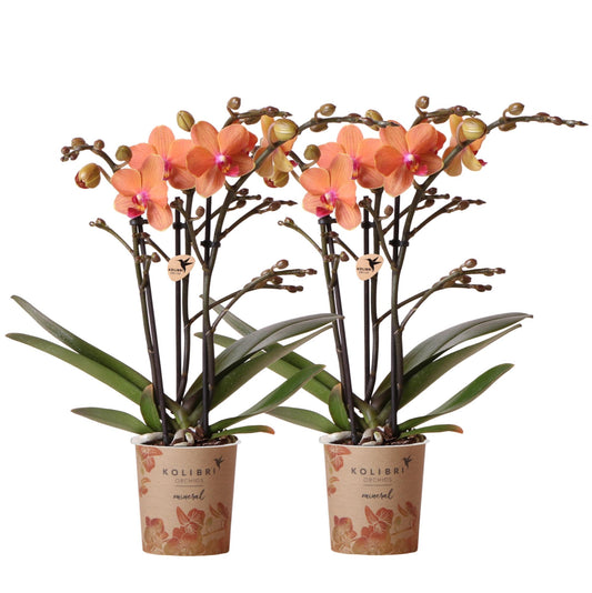 Orchidee colibrì | OFFERTA COMBI di 2 orchidee Phalaenopsis arancioni - Bolzano - vaso Ø9cm pianta da appartamento fiorita - fresche dal coltivatore