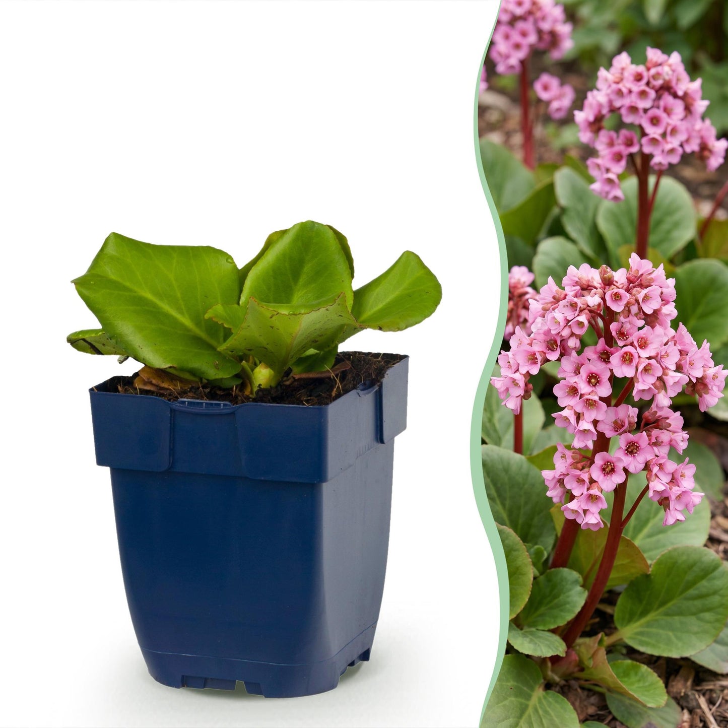 Pianta perenne - Bergenia cordifolia - Pianta della bergenia - Ombra - Rosa - 6 piante - Vaso 11 cm - Altezza 15-25 cm