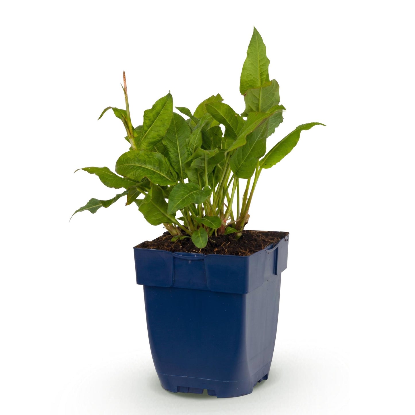 Perennial - Persicaria ampl. Rosea - Knotweed - Shade - Pink - 1 Plant - Pot 11cm - Height 15-25cm