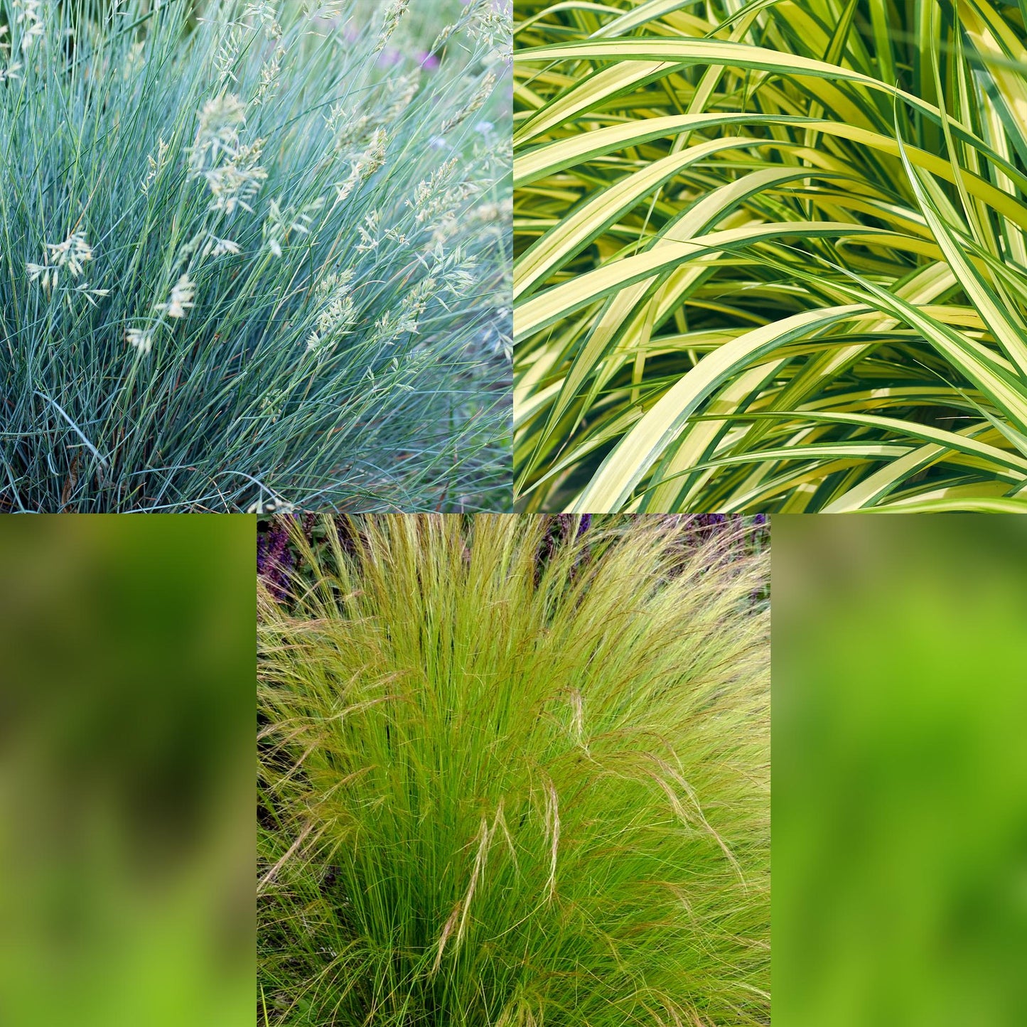 Green boutiQ - Ornamental Grasses - 3 Plants - Blue - Yellow - Green - Evergreen - Winter Hardy - Pot 17cm Height 50cm