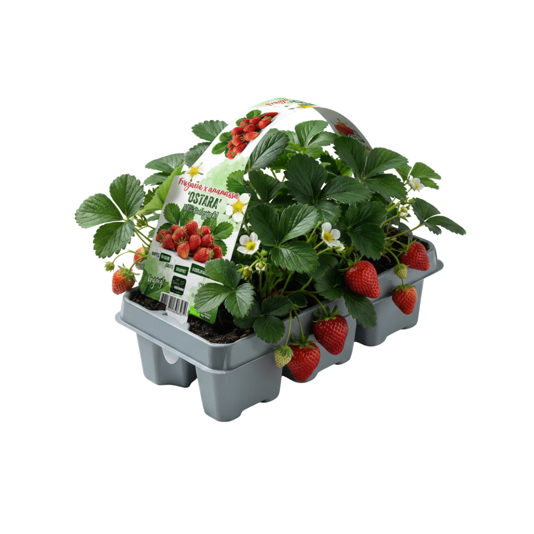 Aardbeien 6 pack (Fragaria) 100% biologisch