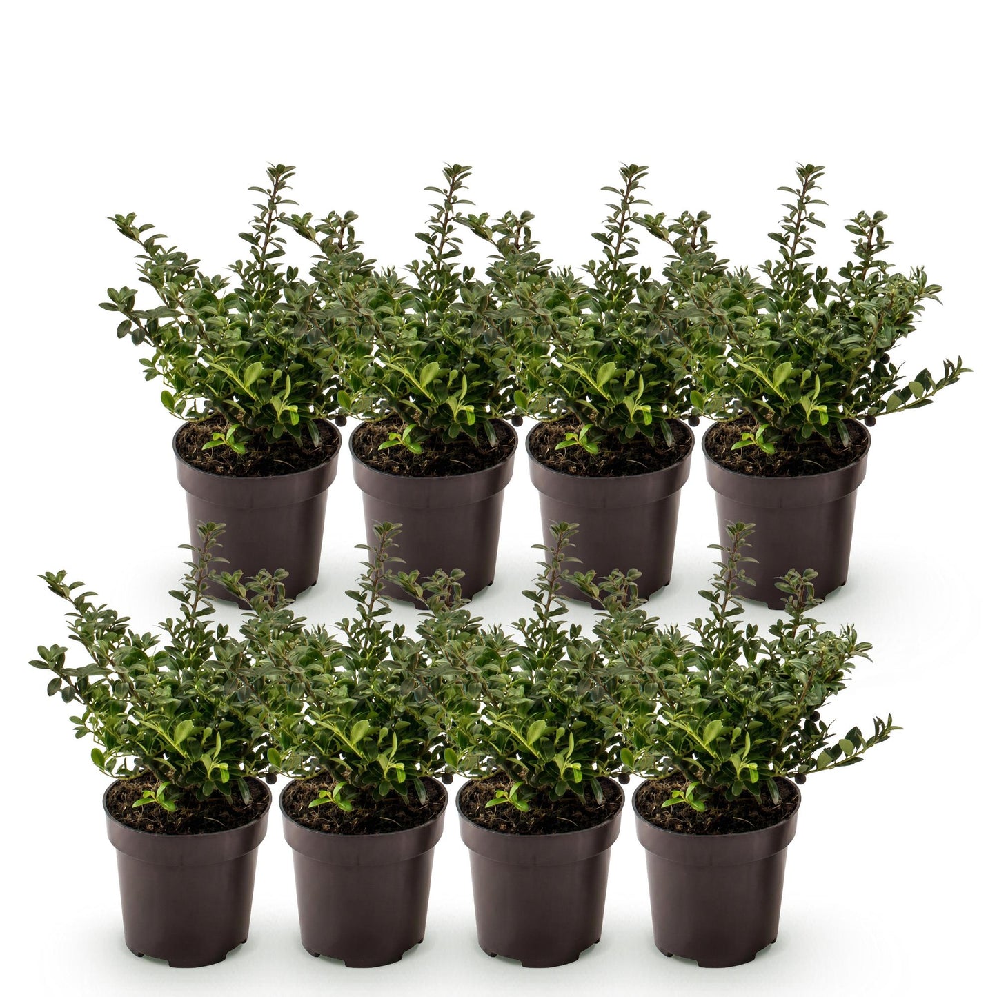 Green boutiQ - 8x Ilex crenata Stokes - Japanese Holly - Hedge Plants - Evergreen - Green - Pot 9cm - Height 20-30cm