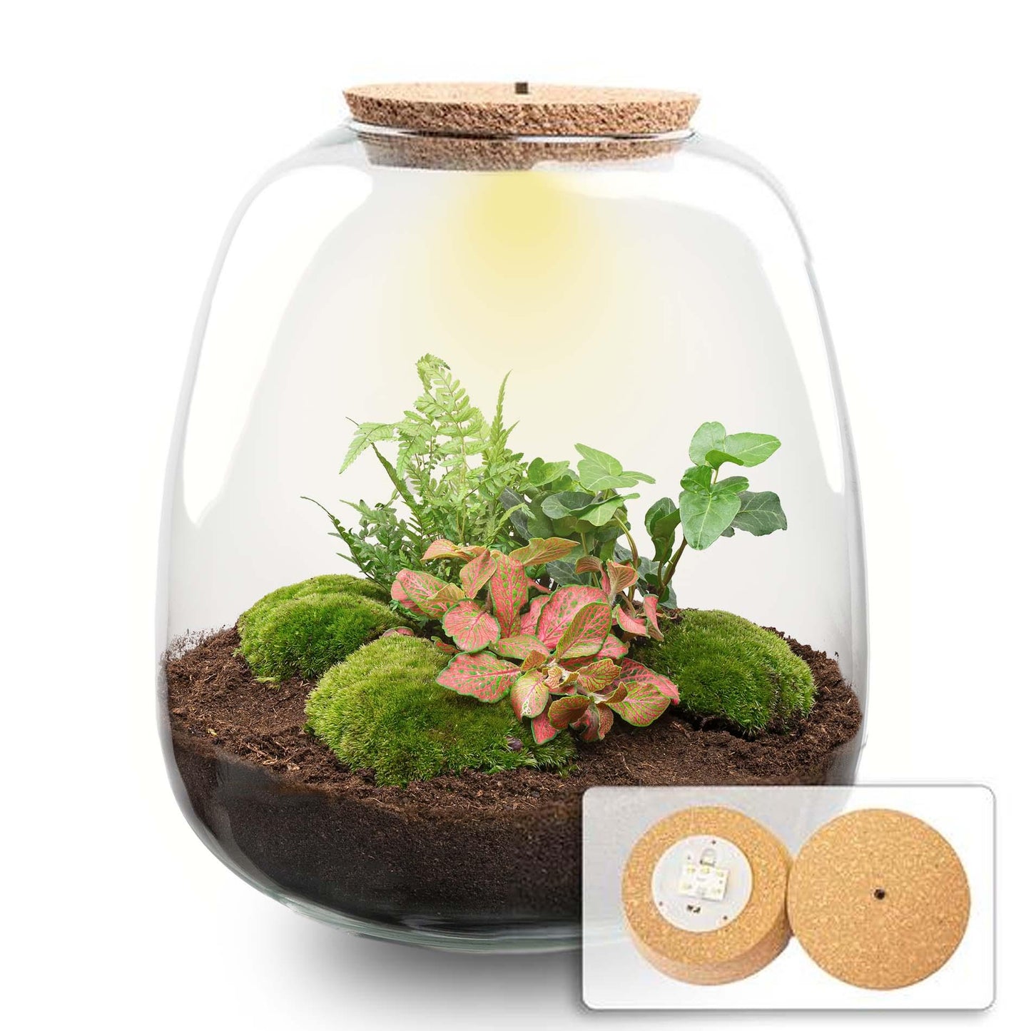 Terrario per piante - Emma - Kit fai da te - ↑ 25 cm - Ø 23 cm - Hedera Red + LED