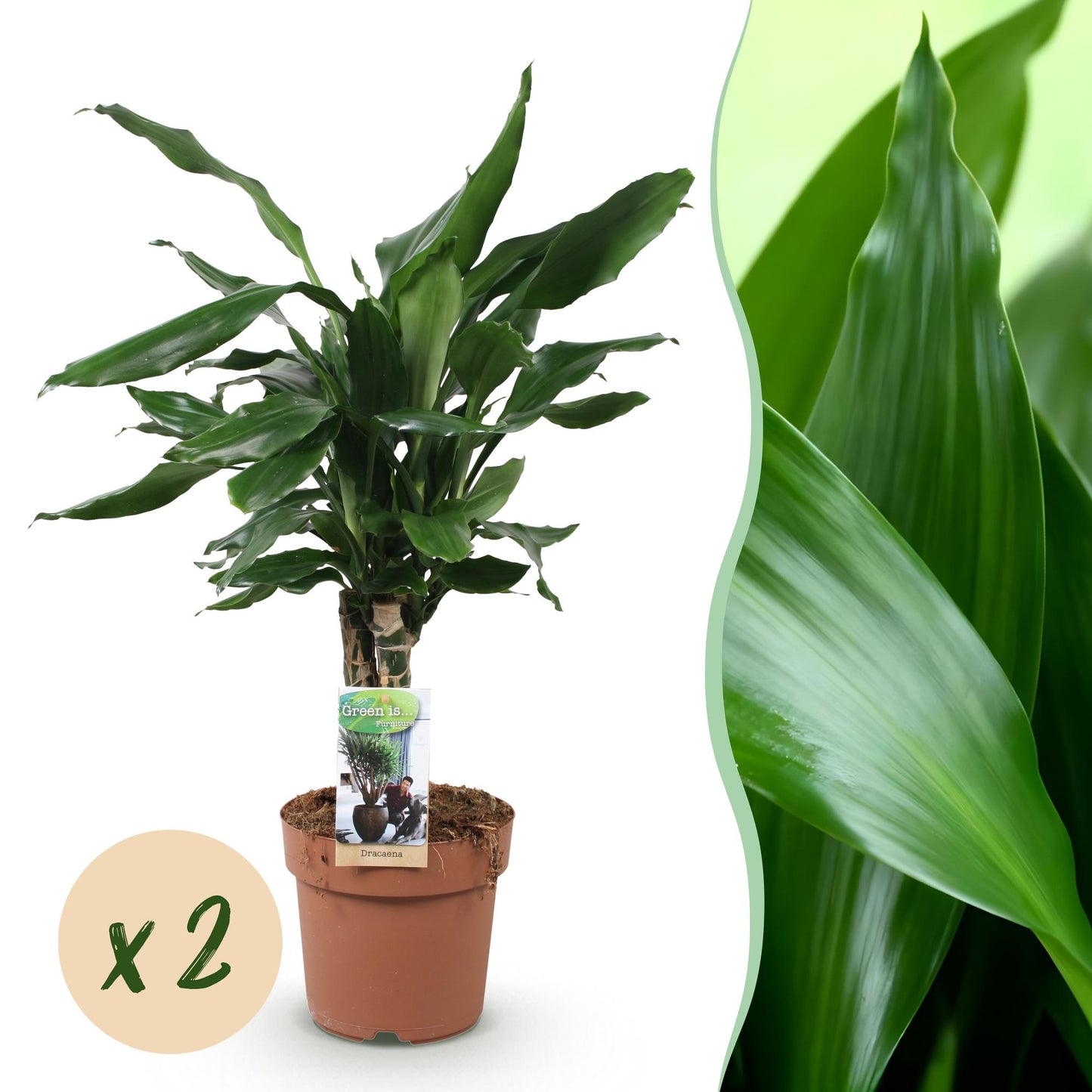 Green BoutiQ - Green is... Houseplants - Dracaena fragrans Steudneri - Dragon Blood Tree - Low maintenance - Green - 2 Plants - Pot 17cm - Height 50-55cm