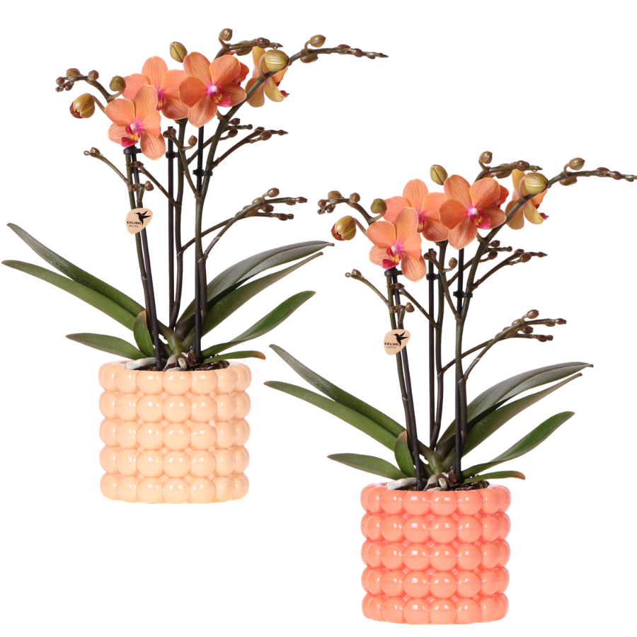 Kolibri Company | Plant Set Poppy Orange Orchids | Orange orchid Bolzano incl. ceramic decorative pots