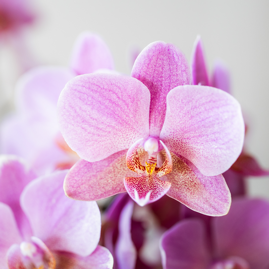 Kolibri Orchids - Surprise box mix - planten voordeel box - verrassingsbox met 2 verschillende orchideeën 9cm - vers van de kweker