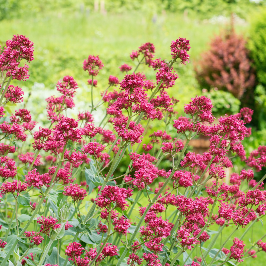 24x Red Valerian 'Coccineus' - ↕10-25cm - Ø9cm