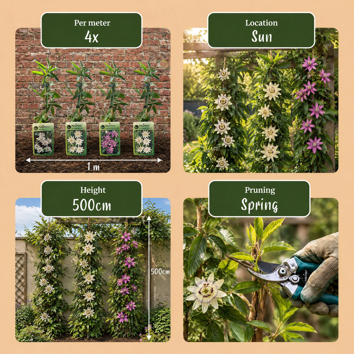 6x Passiflora Tricolour - Tricolor passion flower - White - Purple - Pink - Climbing plant - Ø9cm - ↕35cm