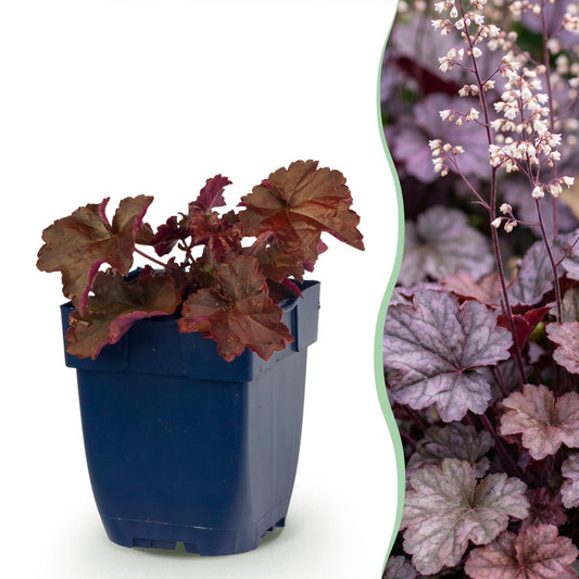 Vasteplant - Heuchera micr. Palace Purple - Purperklokje - Schaduw - Paars - 12 Planten - Pot 11cm - Hoogte 15-25cm