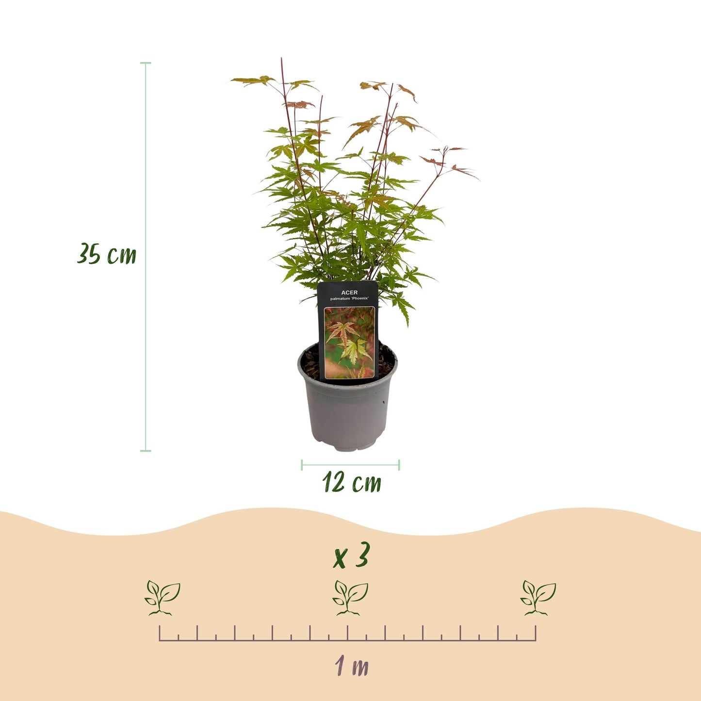 Green boutiQ - Garden Plant - Acer palmatum Phoenix - Pink - 3 Plants - Deciduous - Low Maintenance - Pot 12cm Height 35cm