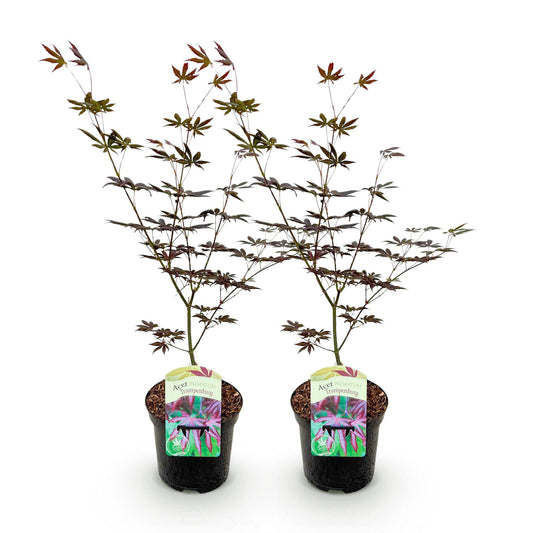 Green boutiQ - Pianta da terrazza - Acero giapponese - Acer palmatum Trompenburg - Viola scuro - 2 piante - Decidua - Vaso 19 cm Altezza 70 cm