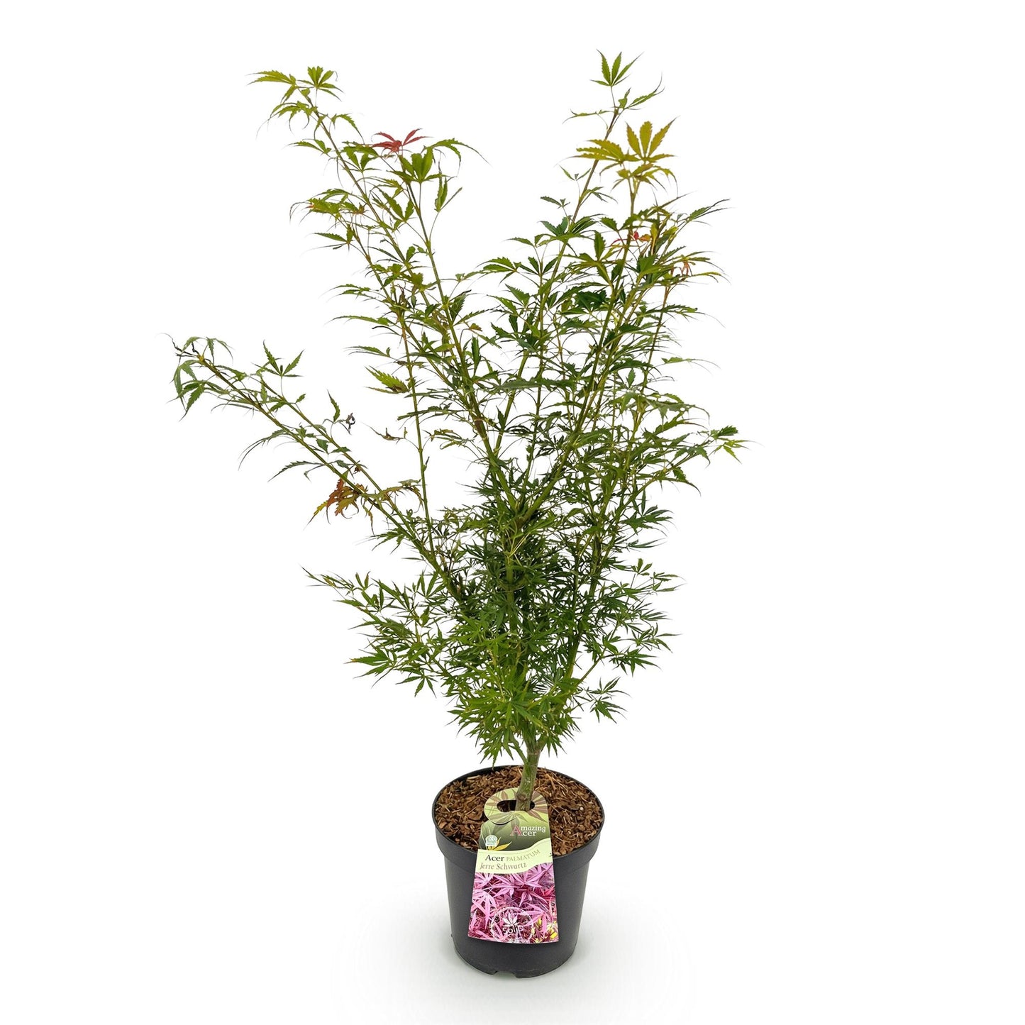 Garden plant - Acer palmatum Jerre Swarts - Japanese Maple - Deciduous - Orange-Red - 1 - Pot 26cm - Height 90cm