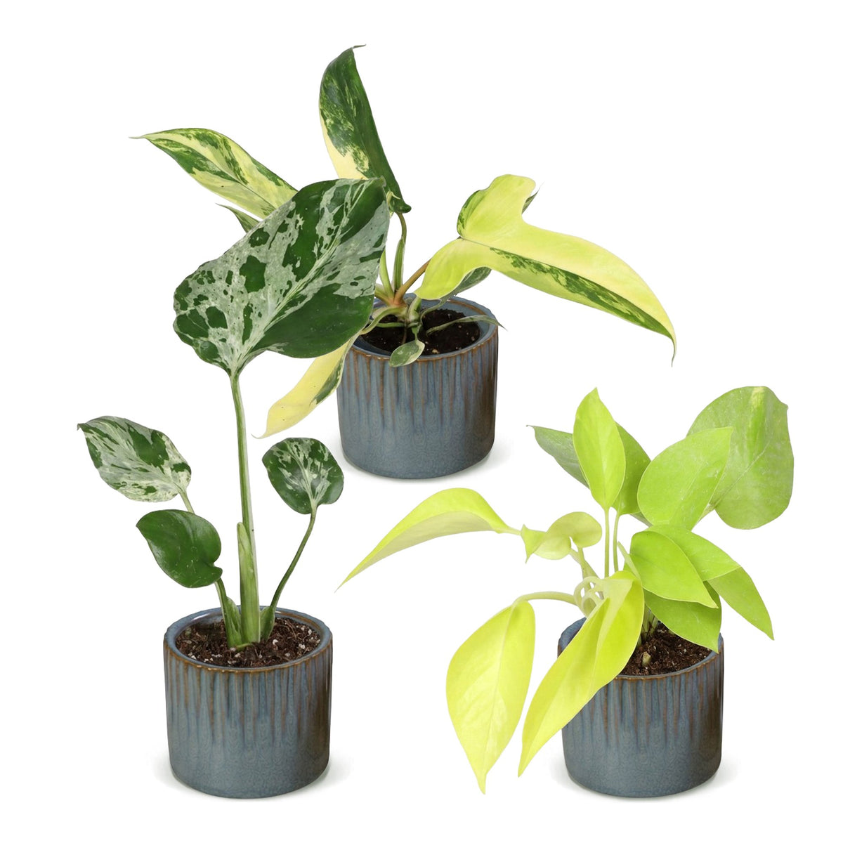 3x Baby Tropical Mix - Misto - Tropicale - incl. Linnea Misty Blue - Ø6cm - ↕10-15cm