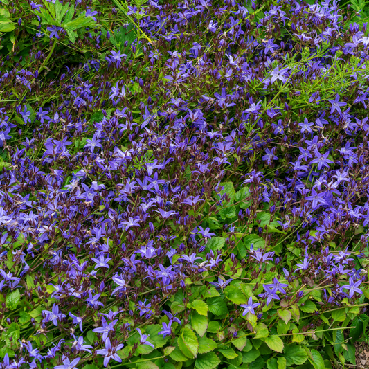 6x Campanula poscharskyana - ↕10-25cm - Ø9cm