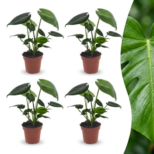 Green boutiQ - Monstera Deliciosa - Swiss Cheese Plant - 4 Plants - Pot 12cm - Height - 30cm