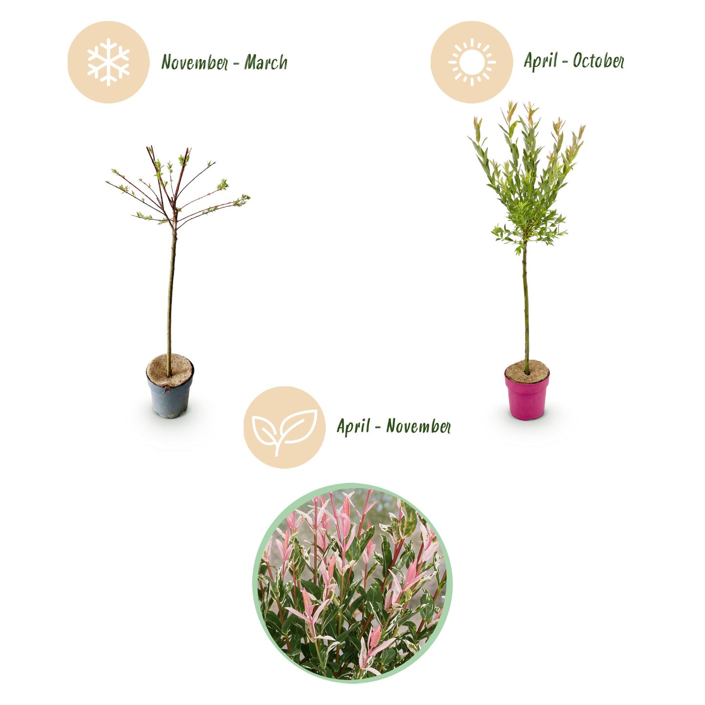 Salix Flamingo - Ø19cm - ↕90-100cm