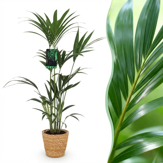 Green boutiQ - Houseplant - Howea Forsteriana - Kentia Palm - Low Maintenance - Green - 1 Plant - with Basket - Pot 21cm - Height 120-130cm