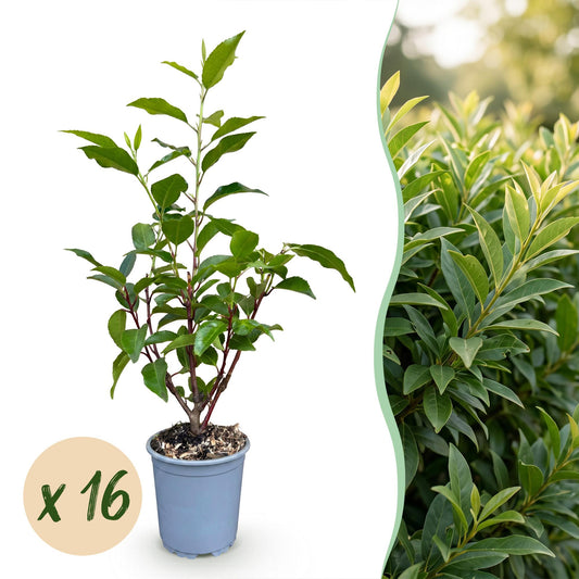 Green boutiQ - 16x Prunus lusitanica Angustifolia - Portuguese Laurel - Hedge Plants - Evergreen - Green - Pot 9cm - Height 25-35cm