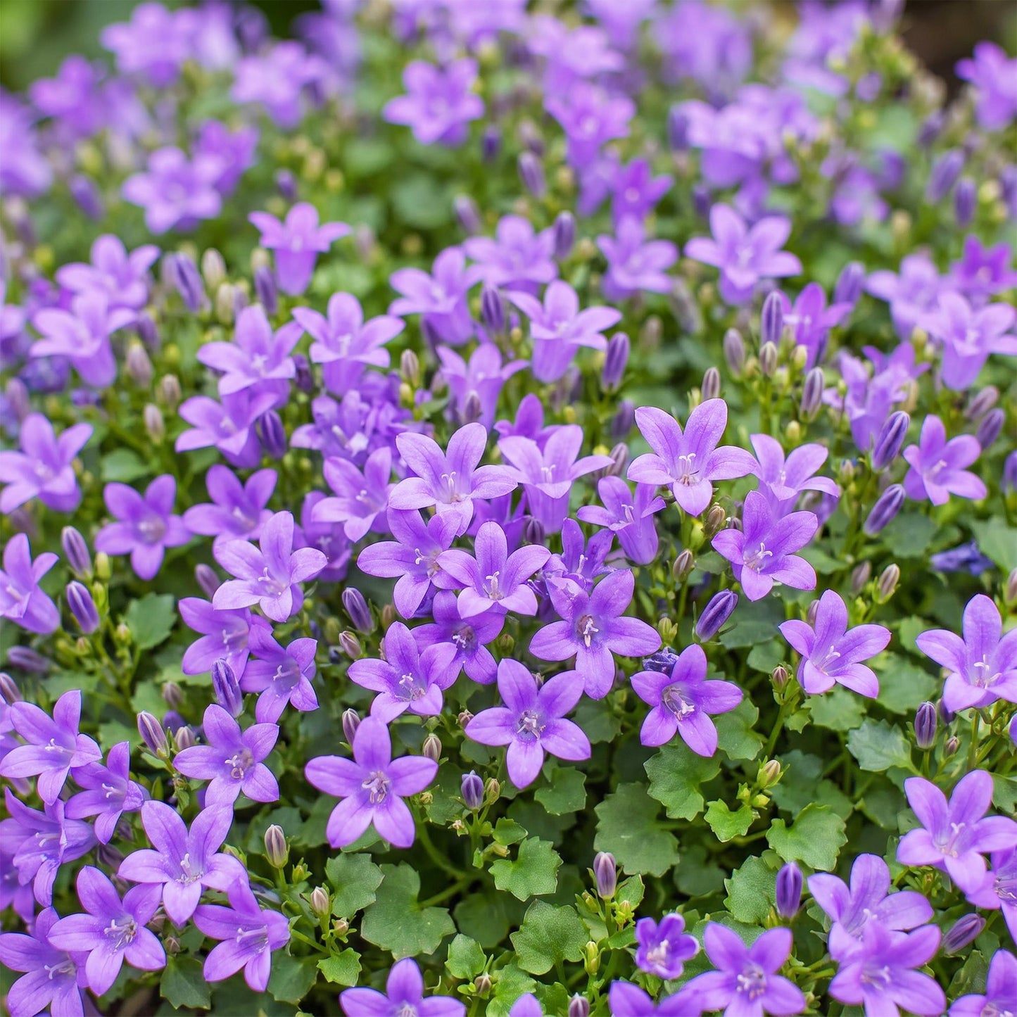 Green boutiQ - Plante vivace - Campanula portenschlagiana - Cloche à feuille de pêche - Couverture du sol - Rose - 24 Plantes - Pot 11cm - Hauteur 15-25cm