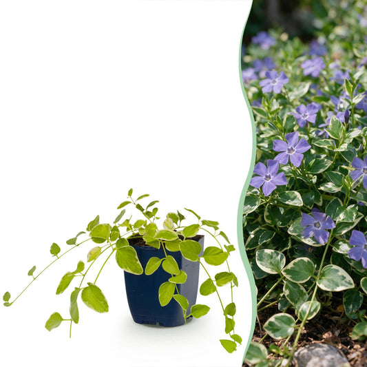 Vasteplant - Vinca major Variegata - Maagdenpalm - Bodembedekkend - Blauw - 1 Plant - Pot 11cm - Hoogte 15-25cm