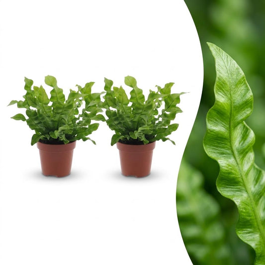 Asplenium Crispy Wave - Asplenium Crispy Wave - 2 Piante - Vaso 12cm - Altezza 30cm
