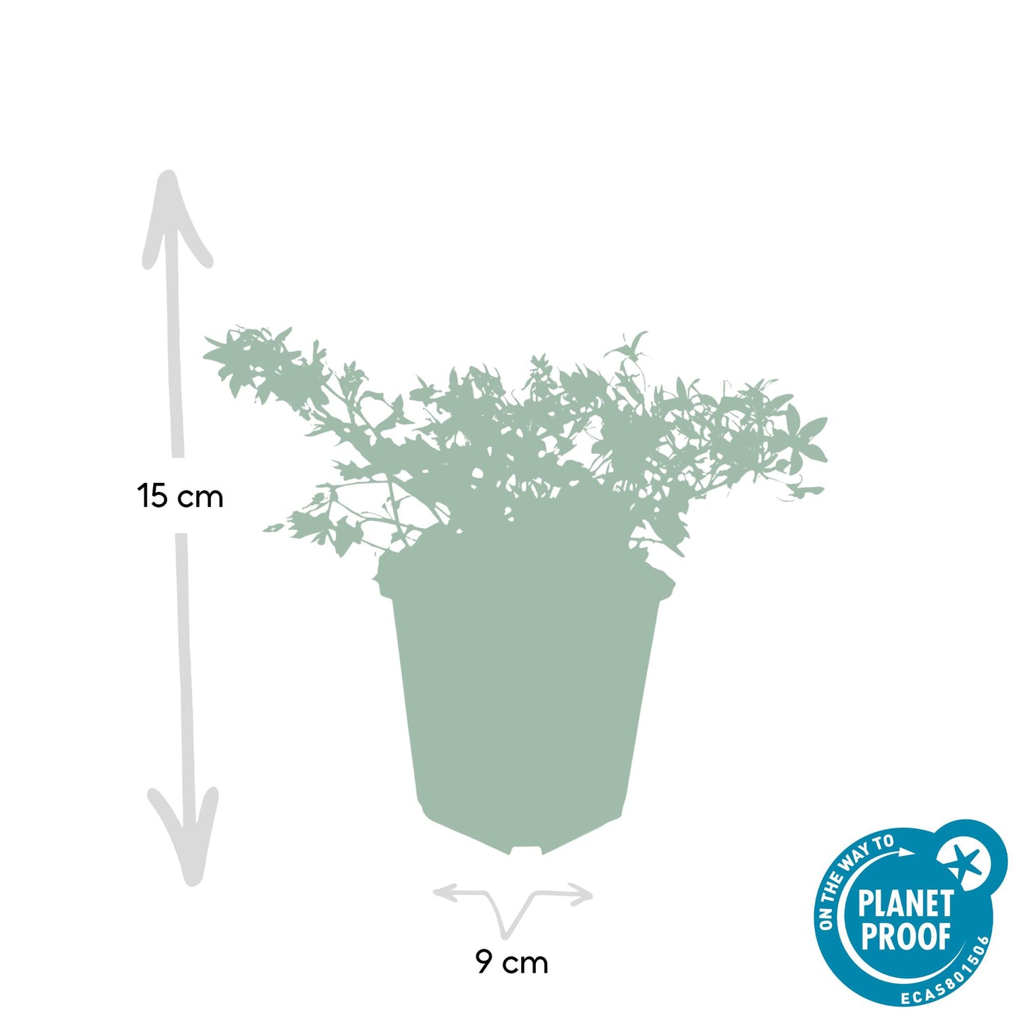 48x Campanula poscharskyana 'Stella' - ↕10-25cm - Ø9cm