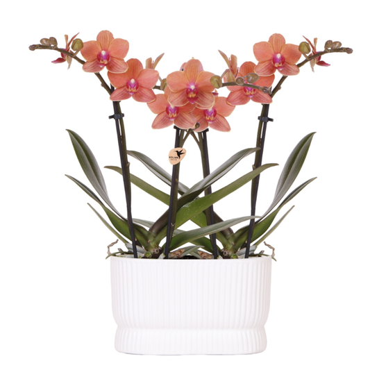 Kolibri Orchids | Orchideeënset Diabolo Twin White | twee oranje Bolzano orchideeën Ø9cm
