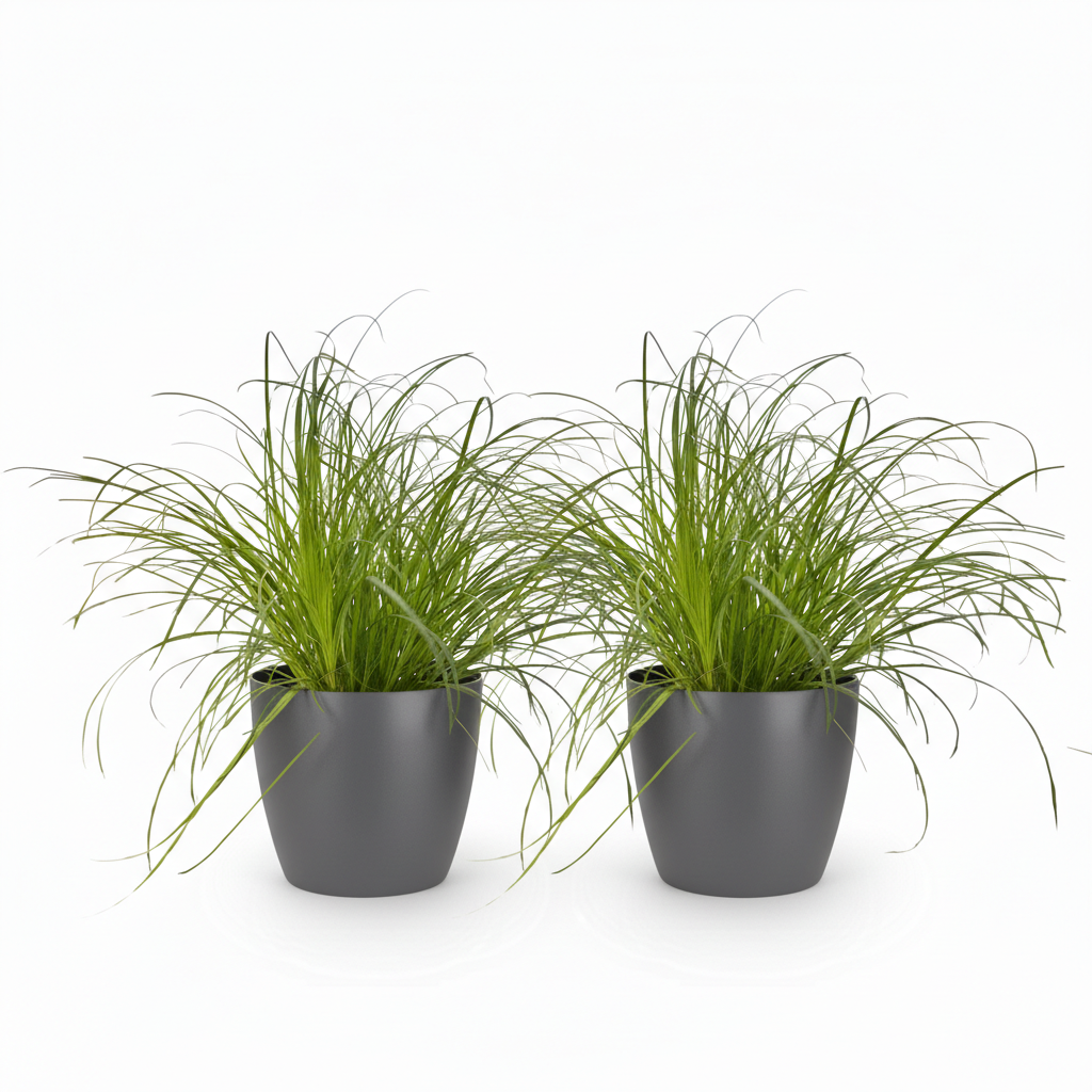 Houseplant - Cyperus alternifolius Zumula - Cat Grass - Pet-friendly Plant - Green - 2 Plants - with Grey Pot - Pot 12cm - Height 20cm