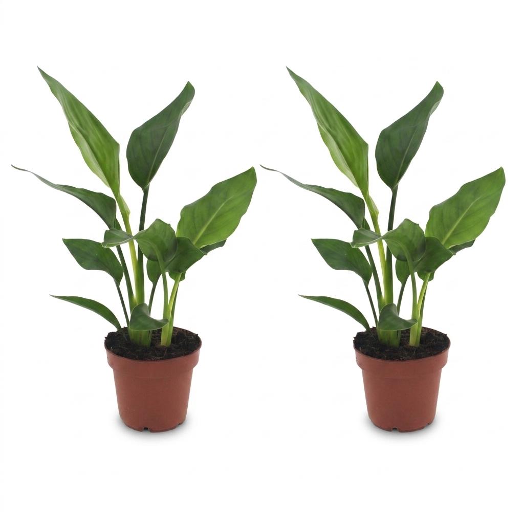 Strelitzia Reginea - Fiore Uccello del Paradiso - 2 Piante - Vaso 12cm - Altezza - 35cm