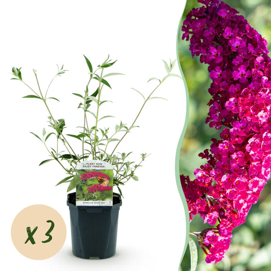 Pianta da giardino - Buddleja davidii Royal Red - Albero delle farfalle - Resistente al freddo - Rosso - 3 piante - Vaso 17cm - Altezza 45cm