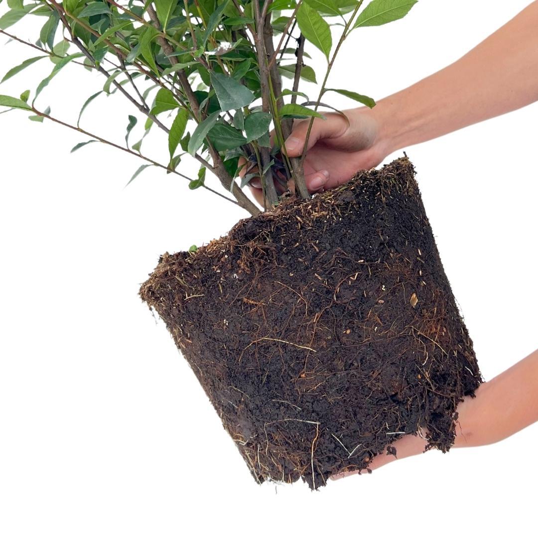 Grandi Photinia per 10 metri lineari di siepe | - 12L - 20x | ↨ 125-150 cm - Carré Rouge