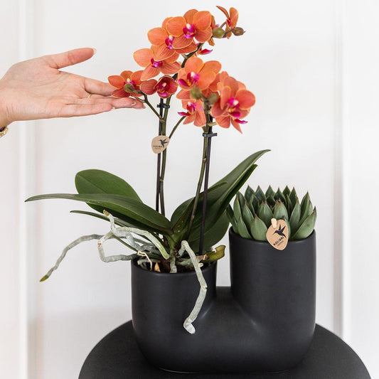 Orchidee colibrì | Set di orchidea arancione Bolzano e succulenta in vaso decorativo Tube nero - dimensioni vaso Ø9cm | pianta d'appartamento in fiore - fresca dal coltivatore