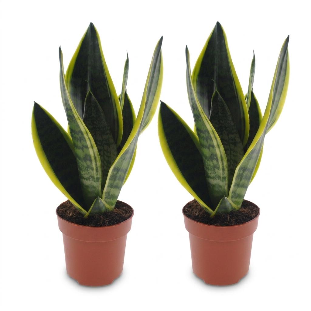 Sansevieria Future Superb - Lingua di Suocera - 2 Piante - Vaso 12cm - Altezza - 35cm