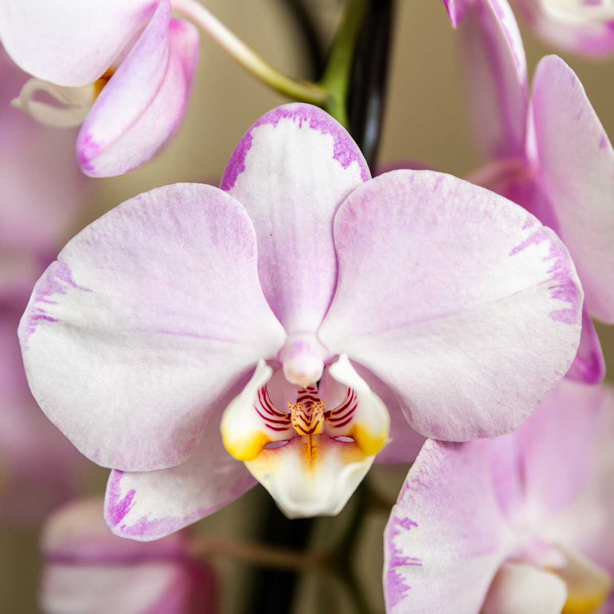 Kolibri Orchids | Roze Niagara Falls orchidee 12cm met Mesh White sierpot – vers van de kweker