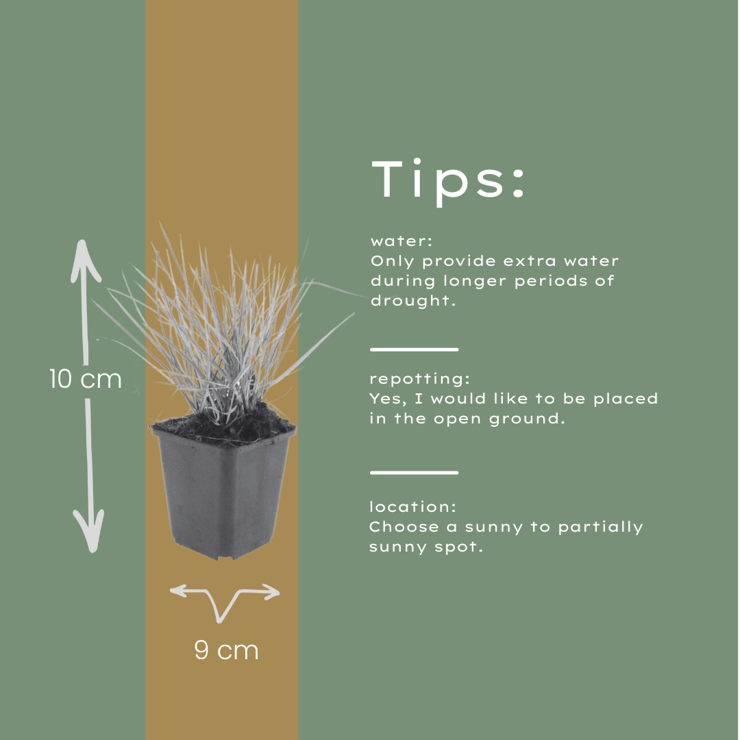 12x Autumn Moor Grass - ↕10-25cm - Ø9cm