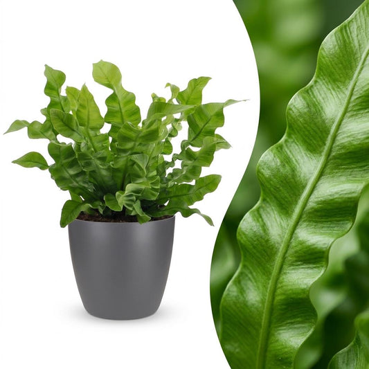 Asplenium Crispy Wave - Asplenium Crispy Wave - 1 Plant - met Potter Grijs - Pot 12cm - Hoogte - 30cm