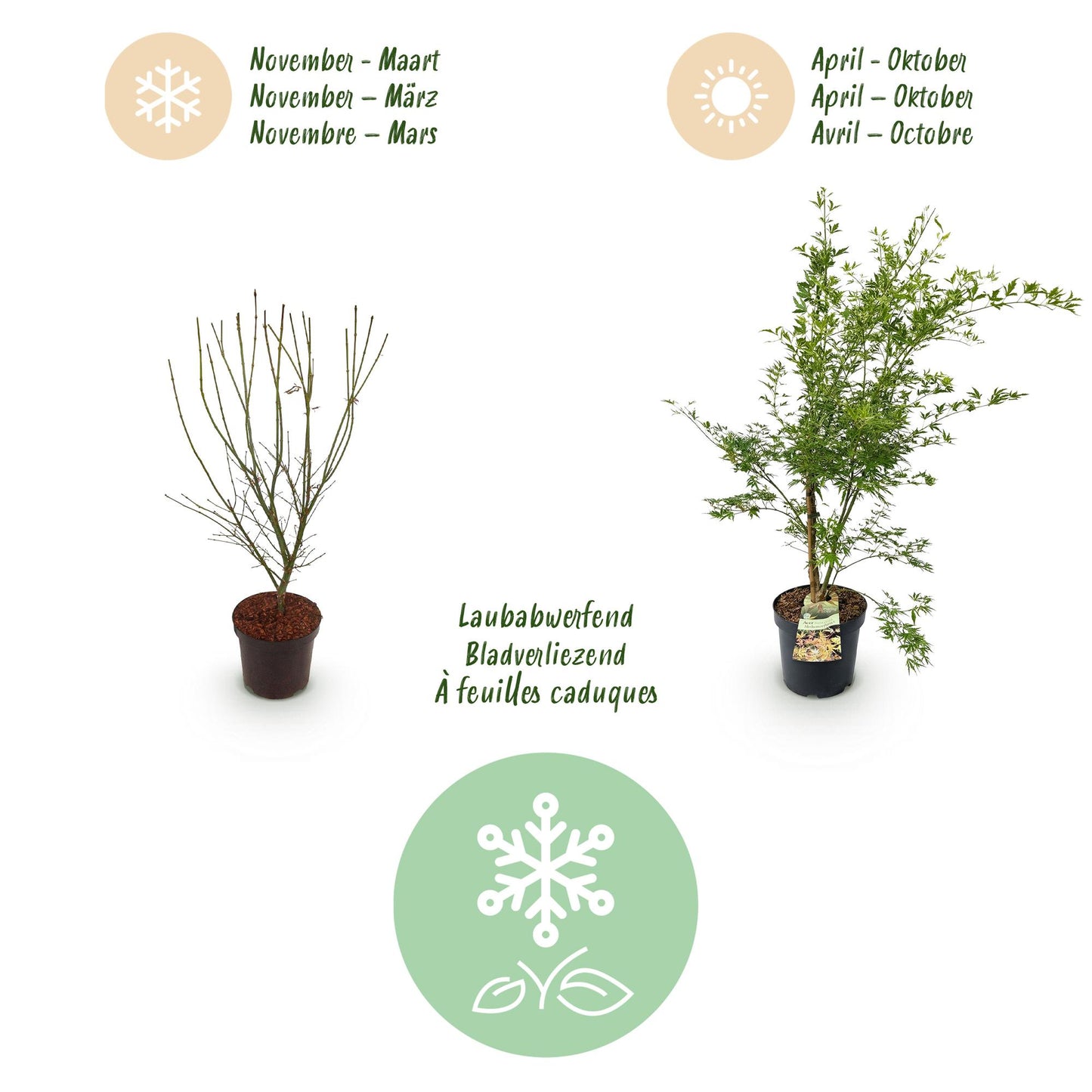 Garden plant - Acer palmatum Methamorphosa - Japanese Maple - Deciduous - Green - Orange - 1 - Pot 26cm - Height 90cm