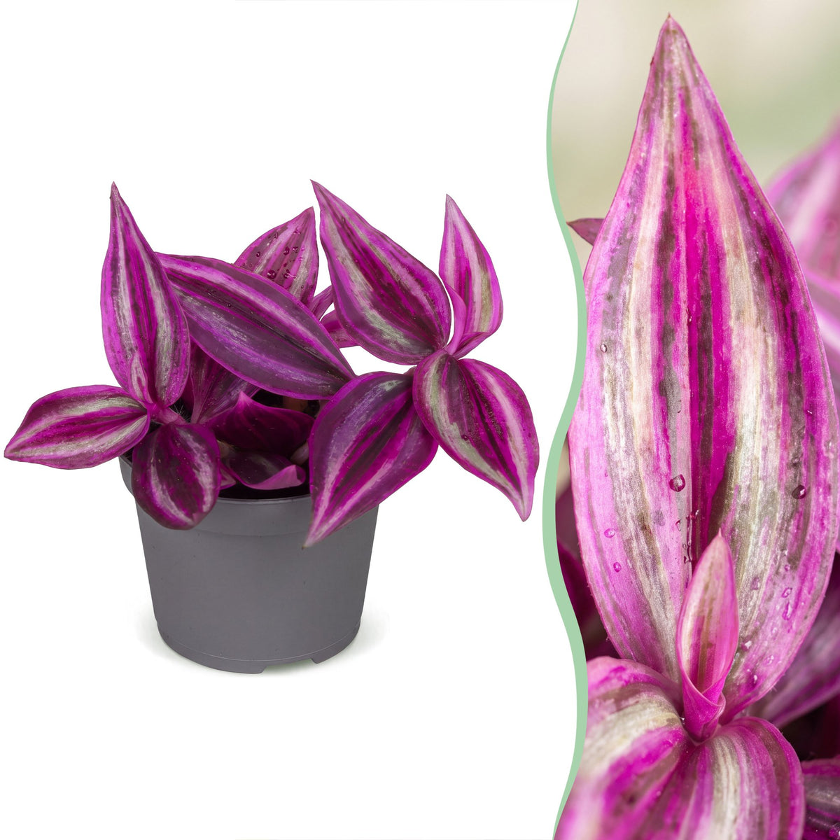 Tradescantia Pink Paradise® - Tradescantia Pink Paradise® - Paars - Roze - Tropisch - Ø6cm - ↕5cm