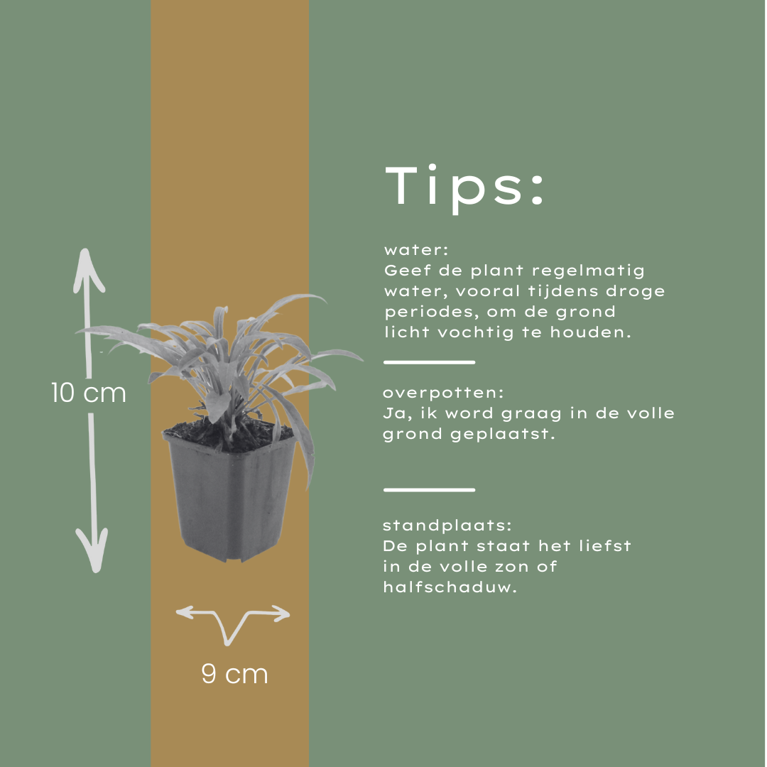 12x Campanula pers. 'Coerulea' - ↕10-25cm - Ø9cm