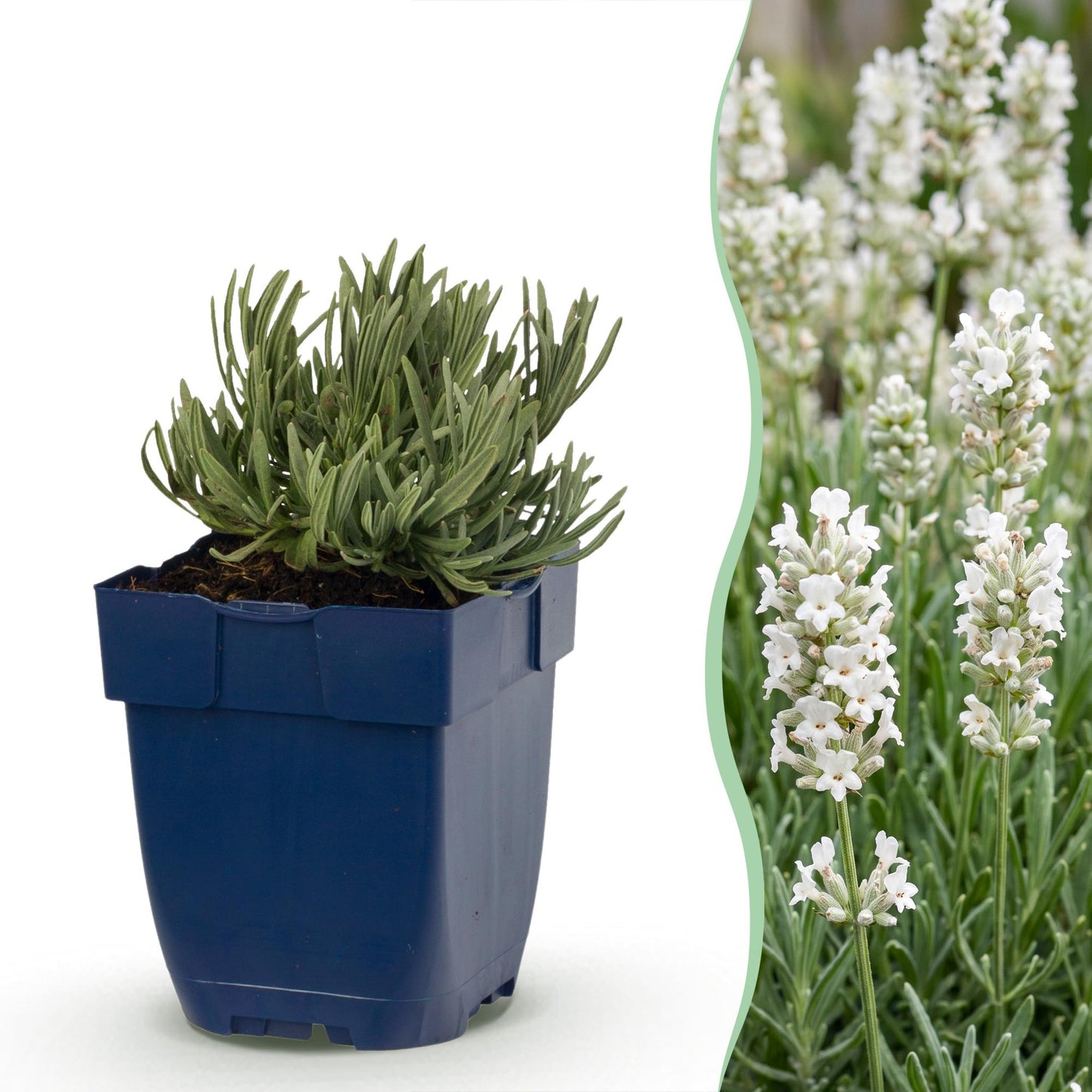 Vasteplant - Lavandula ang. Edelweiss - Lavendel - Geurend - Wit - 24 Planten - Pot 11cm - Hoogte 15-25cm