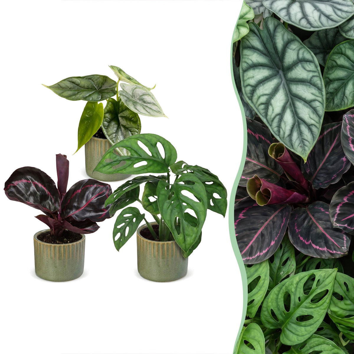 3x Baby Jungle Mix - Assorted - Tropical - incl. Linnea Olive - Ø6cm - ↕10-15cm