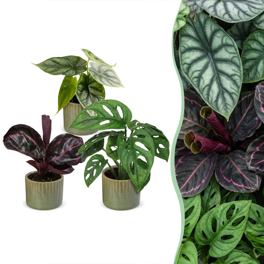3x Baby Jungle Mix - Couleurs variées - Tropicale - incl. Linnea Olive - Ø6cm - ↕10-15cm