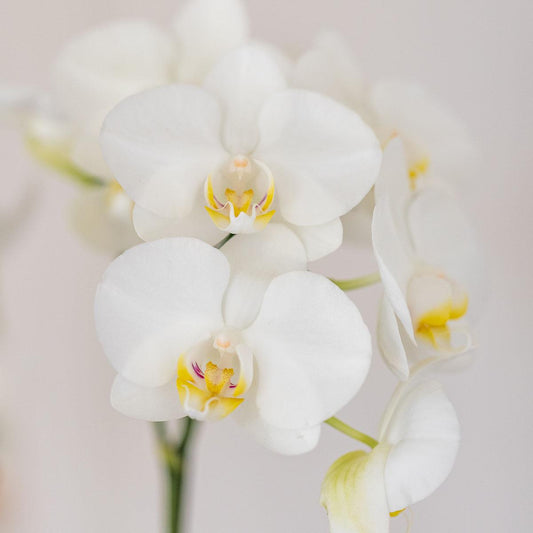 Orchidee colibrì | orchidea bianca Amabilis + Candy vaso decorativo blu - dimensioni vaso Ø9cm | pianta d'appartamento in fiore - fresca dal coltivatore