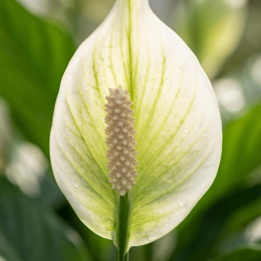 Spathiphyllum Peace Lily - Confezione da 2 - Ø 12 cm - Altezza: 35-40 cm