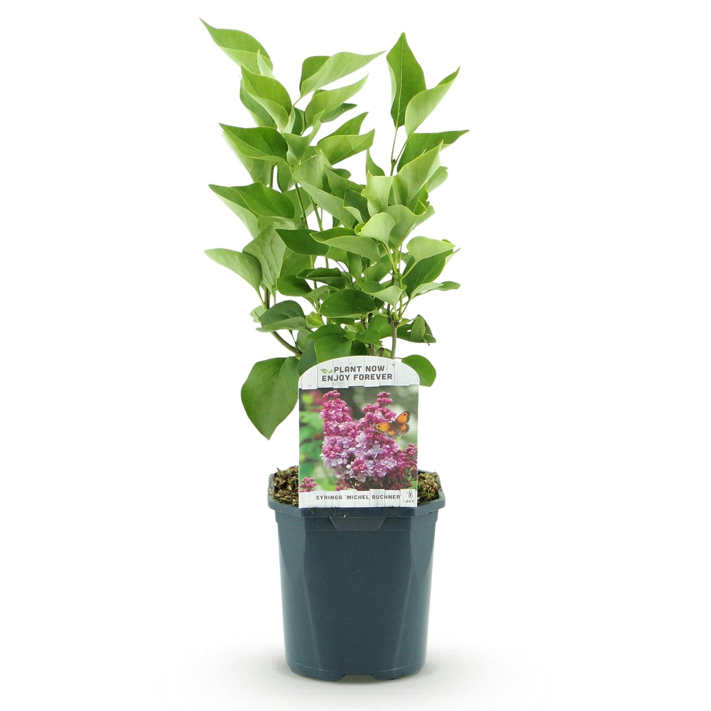 Pianta da Giardino - Syringa vulgaris Michel Buchner - Lillà Comune - Resistente al freddo - Rosa - 1 Pianta - Vaso 17cm - Altezza 45cm