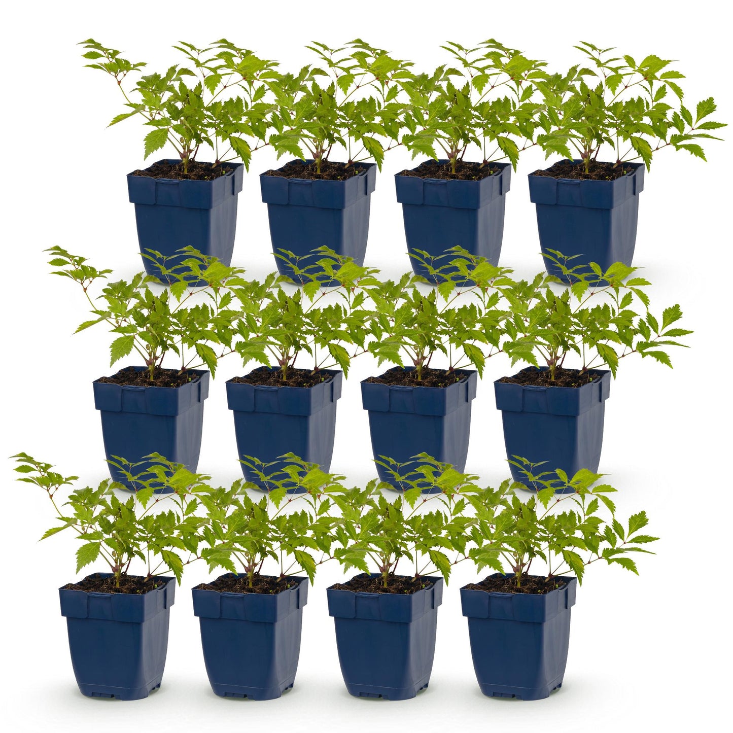 Green boutiQ - Plante vivace - Astilbe (J) Deutschland - Spiraea des marais - Ombre - Blanc - 12 Plantes - Pot 11cm - Hauteur 15-25cm