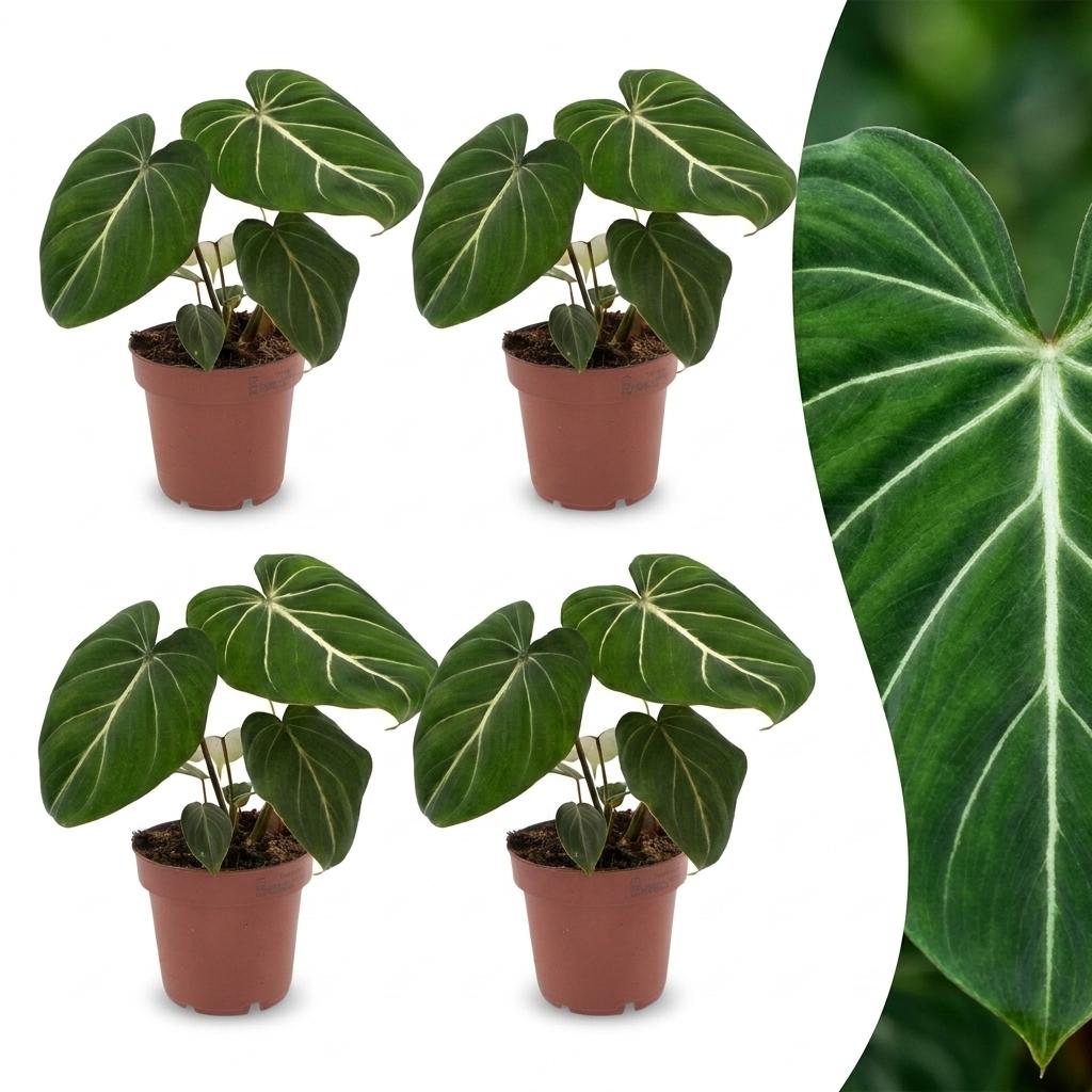 Green boutiQ - Philodendron Gloriosum - Glorious Philodendron - 4 Plants - Pot 12cm - Height - 25cm